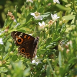 Junonia villida at Symonston, ACT - 1 Jan 2023