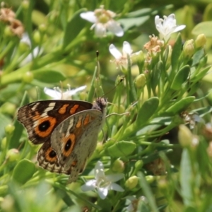 Junonia villida at Symonston, ACT - 1 Jan 2023