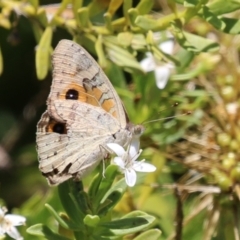 Junonia villida at Symonston, ACT - 1 Jan 2023