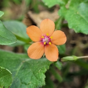 Lysimachia arvensis at Macgregor, ACT - 2 Jan 2023