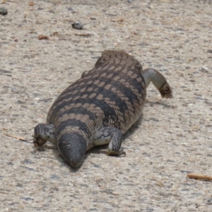 Tiliqua scincoides scincoides at Macarthur, ACT - 1 Jan 2023 01:23 PM