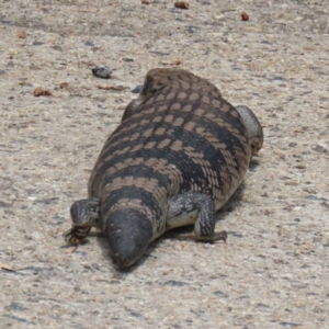 Tiliqua scincoides scincoides at Macarthur, ACT - 1 Jan 2023 01:23 PM