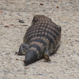 Tiliqua scincoides scincoides at Macarthur, ACT - 1 Jan 2023 01:23 PM