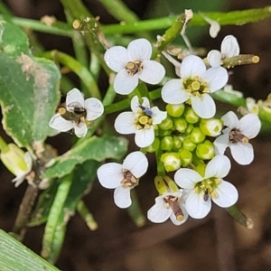 Rorippa nasturtium-aquaticum at Macgregor, ACT - 2 Jan 2023