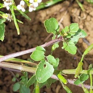 Rorippa nasturtium-aquaticum at Macgregor, ACT - 2 Jan 2023