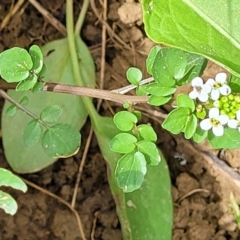 Rorippa nasturtium-aquaticum at Macgregor, ACT - 2 Jan 2023