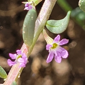 Lythrum hyssopifolia at Macgregor, ACT - 2 Jan 2023