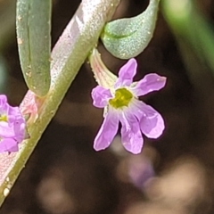 Lythrum hyssopifolia at Macgregor, ACT - 2 Jan 2023 01:01 PM