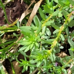 Lythrum hyssopifolia at Macgregor, ACT - 2 Jan 2023 01:01 PM