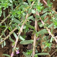 Lythrum hyssopifolia at Macgregor, ACT - 2 Jan 2023 01:01 PM