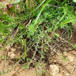 Lythrum hyssopifolia at Macgregor, ACT - 2 Jan 2023 01:01 PM