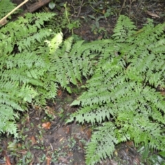 Dennstaedtia davallioides (Lacy Ground Fern) at Macquarie Pass, NSW - 2 Jan 2023 by plants