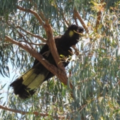 Zanda funerea (Yellow-tailed Black-Cockatoo) at Macarthur, ACT - 2 Jan 2023 by RodDeb