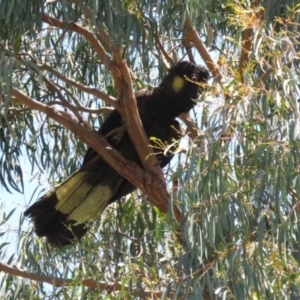 Zanda funerea at Macarthur, ACT - 2 Jan 2023 12:09 PM