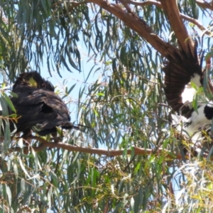 Zanda funerea at Macarthur, ACT - 2 Jan 2023 12:09 PM