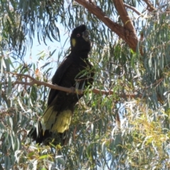 Zanda funerea at Macarthur, ACT - 2 Jan 2023