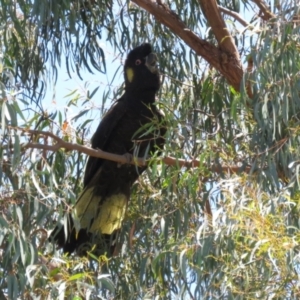 Zanda funerea at Macarthur, ACT - 2 Jan 2023 12:09 PM