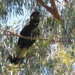 Zanda funerea at Macarthur, ACT - 2 Jan 2023 12:09 PM