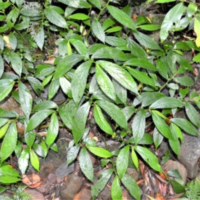 Elatostema reticulatum (Rainforest Spinach) at Macquarie Pass, NSW - 2 Jan 2023 by plants