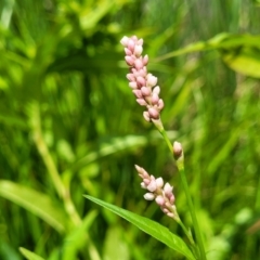 Persicaria lapathifolia (Pale Knotweed) at Macgregor, ACT - 2 Jan 2023 by trevorpreston