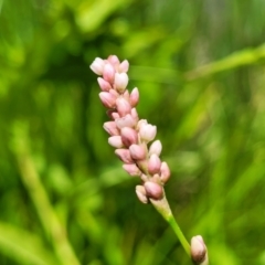 Persicaria lapathifolia at Macgregor, ACT - 2 Jan 2023 12:58 PM