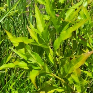 Persicaria lapathifolia at Macgregor, ACT - 2 Jan 2023 12:58 PM