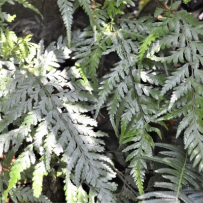 Lastreopsis acuminata (Shiny Shield Fern) at Macquarie Pass, NSW - 2 Jan 2023 by plants