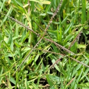 Cynodon dactylon at Macgregor, ACT - 2 Jan 2023