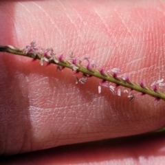 Cynodon dactylon at Macgregor, ACT - 2 Jan 2023