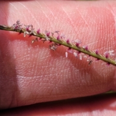 Cynodon dactylon at Macgregor, ACT - 2 Jan 2023