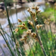 Schoenoplectus tabernaemontani (River Club-rush) at Macgregor, ACT - 2 Jan 2023 by trevorpreston