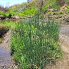 Schoenoplectus tabernaemontani at Macgregor, ACT - 2 Jan 2023