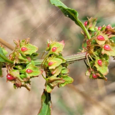 Rumex crispus (Curled Dock) at Jarramlee-West MacGregor Grasslands - 2 Jan 2023 by trevorpreston