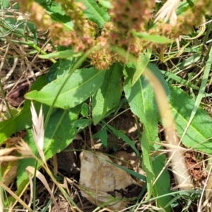 Rumex crispus at Macgregor, ACT - 2 Jan 2023