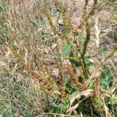 Rumex crispus at Macgregor, ACT - 2 Jan 2023