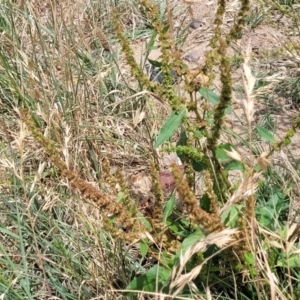 Rumex crispus at Macgregor, ACT - 2 Jan 2023