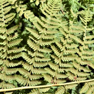 Hypolepis glandulifera (Downy Ground Fern) at Macquarie Pass, NSW - 2 Jan 2023 by plants