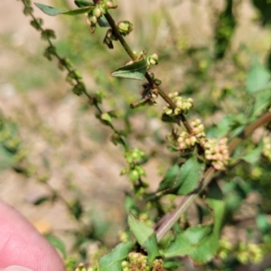 Rumex conglomeratus at Macgregor, ACT - 2 Jan 2023