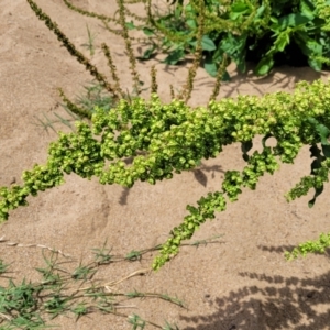 Rumex crispus at Macgregor, ACT - 2 Jan 2023