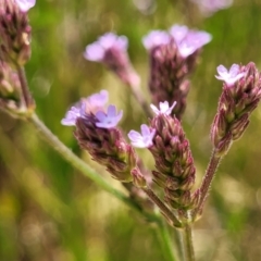 Verbena incompta (Purpletop) at Macgregor, ACT - 2 Jan 2023 by trevorpreston