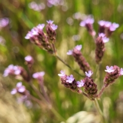 Verbena incompta at Macgregor, ACT - 2 Jan 2023 12:39 PM