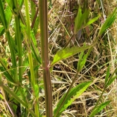 Verbena incompta at Macgregor, ACT - 2 Jan 2023 12:39 PM