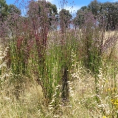 Verbena incompta at Macgregor, ACT - 2 Jan 2023 12:39 PM