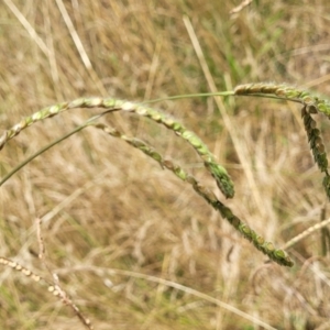 Paspalum dilatatum at Macgregor, ACT - 2 Jan 2023