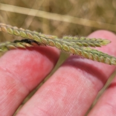 Paspalum dilatatum at Macgregor, ACT - 2 Jan 2023