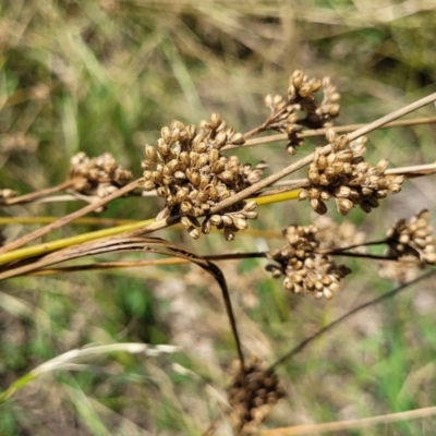 Juncus (genus) (A Rush) at Macgregor, ACT - 2 Jan 2023 by trevorpreston