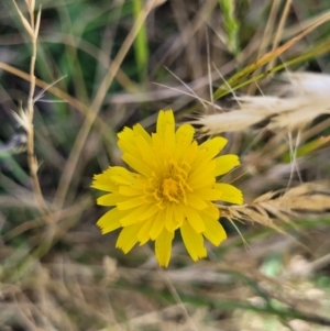 Hypochaeris radicata at Macgregor, ACT - 2 Jan 2023