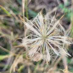 Hypochaeris radicata at Macgregor, ACT - 2 Jan 2023