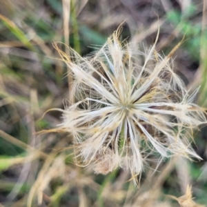 Hypochaeris radicata at Macgregor, ACT - 2 Jan 2023