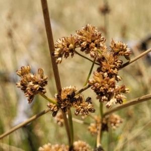 Juncus vaginatus at Macgregor, ACT - 2 Jan 2023 12:35 PM